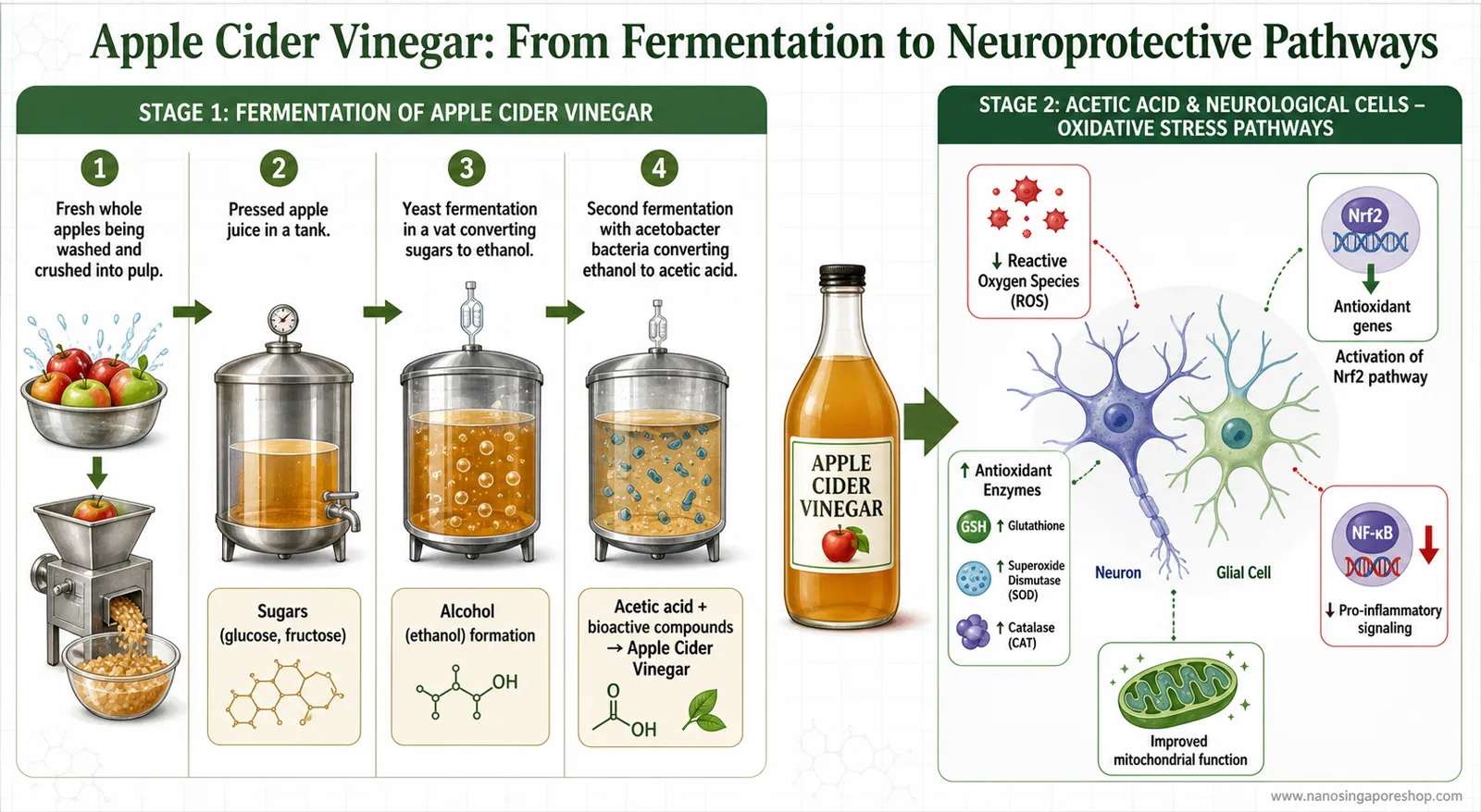 Step-by-step infographic showing how apple cider vinegar modulates oxidative stress pathways to support neurological cell protection
