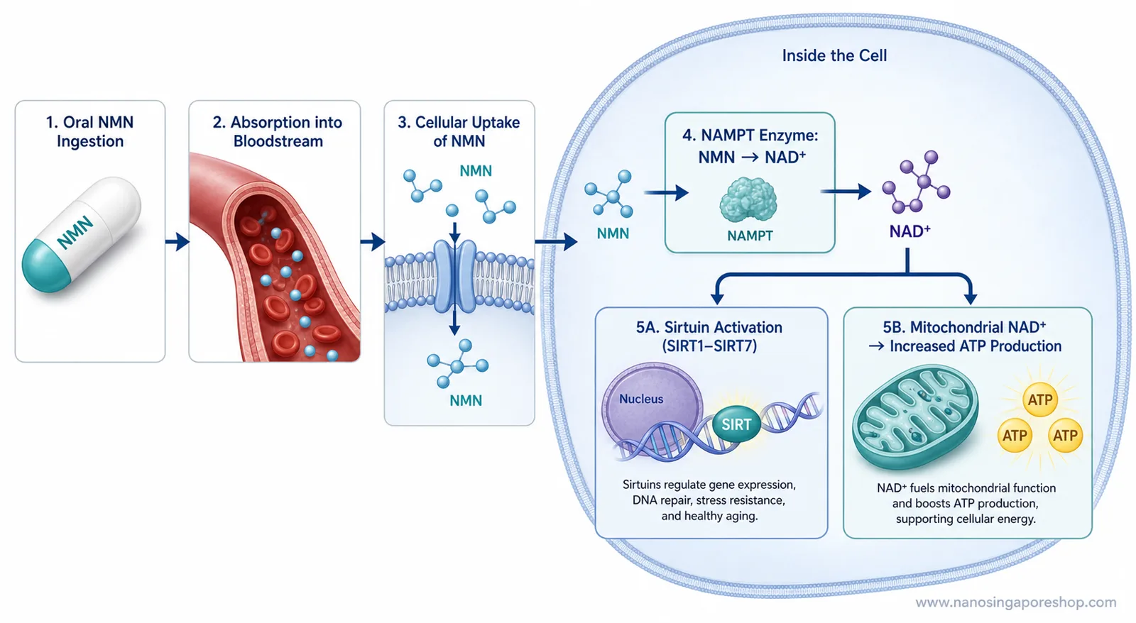 Cellular pathway diagram showing how oral NMN supplementation converts to NAD+ inside human cells and activates sirtuin DNA repair and mitochondrial energy production