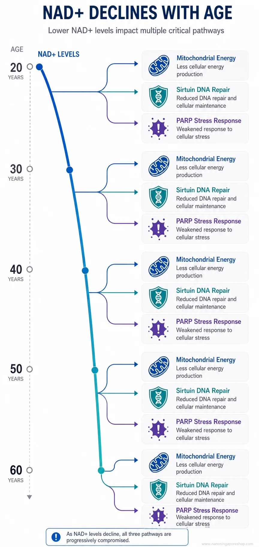 Step-by-step diagram showing how NAD+ levels decline with age and how NMN supplementation restores cellular repair and mitochondrial energy production