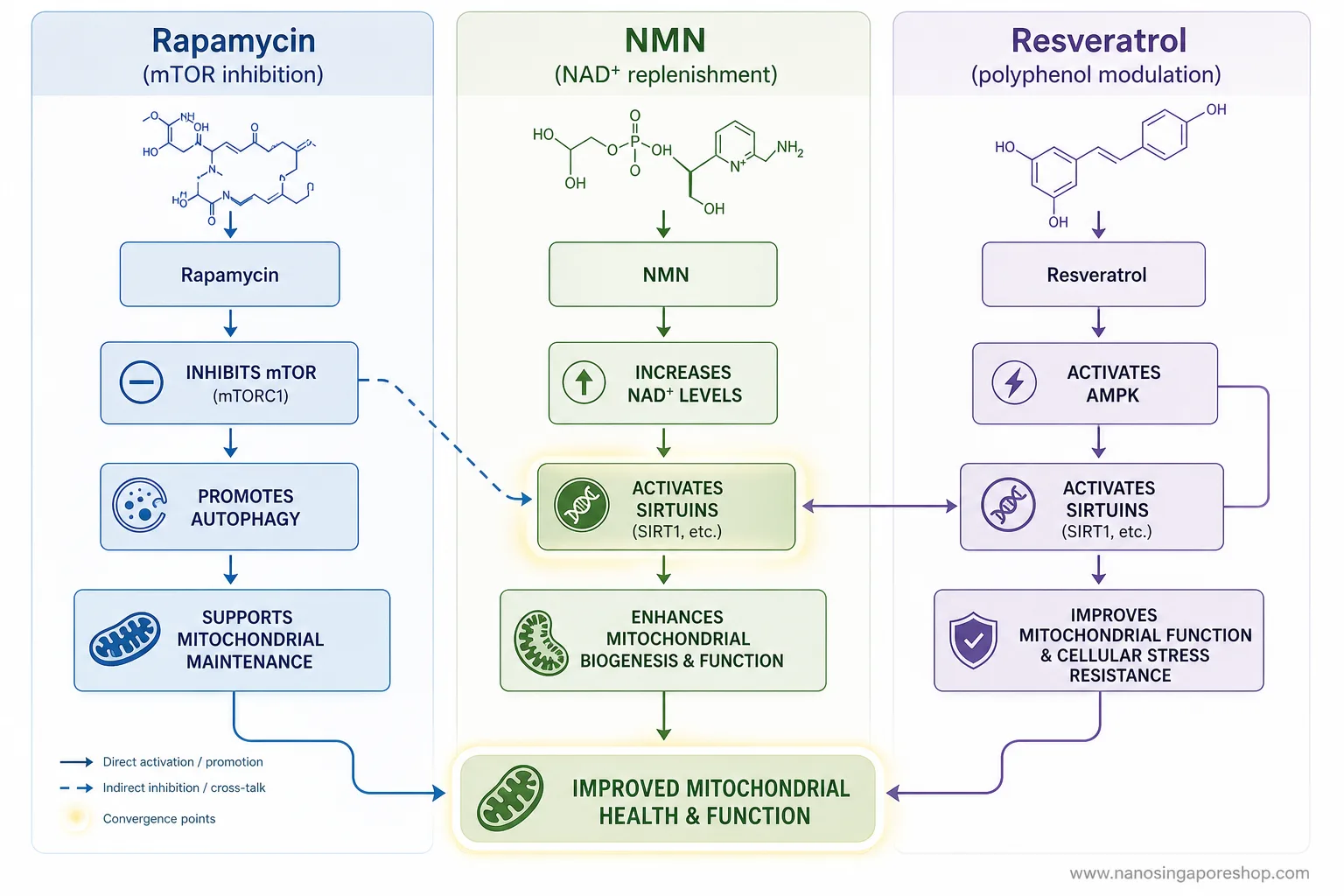 Comparison infographic showing how rapamycin, NMN, and resveratrol target different but overlapping anti-aging molecular pathways including mTOR, NAD+, and SIRT1