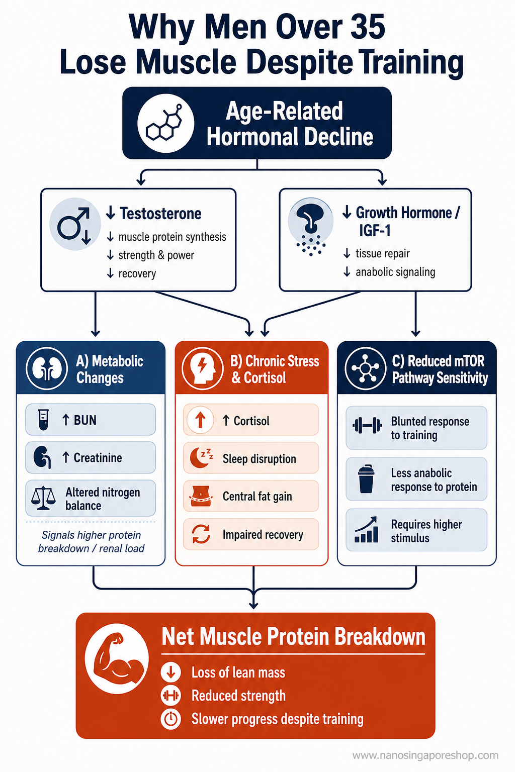 Flowchart illustrating why men over 35 lose muscle despite training — covering hormonal decline, metabolic changes, cortisol elevation, and reduced anabolic sensitivity