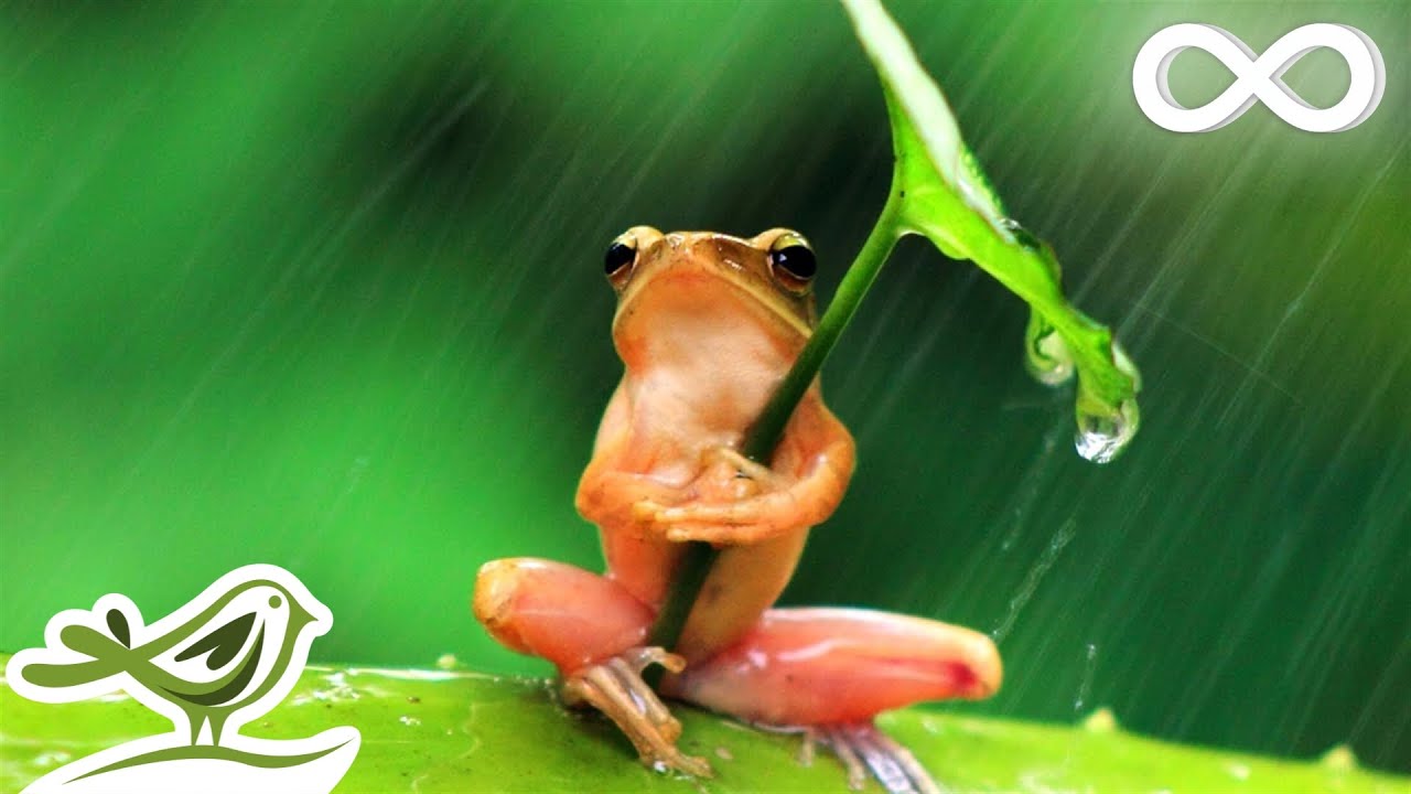 The Moment: Relax In A Rain Forest With Soft Piano Music