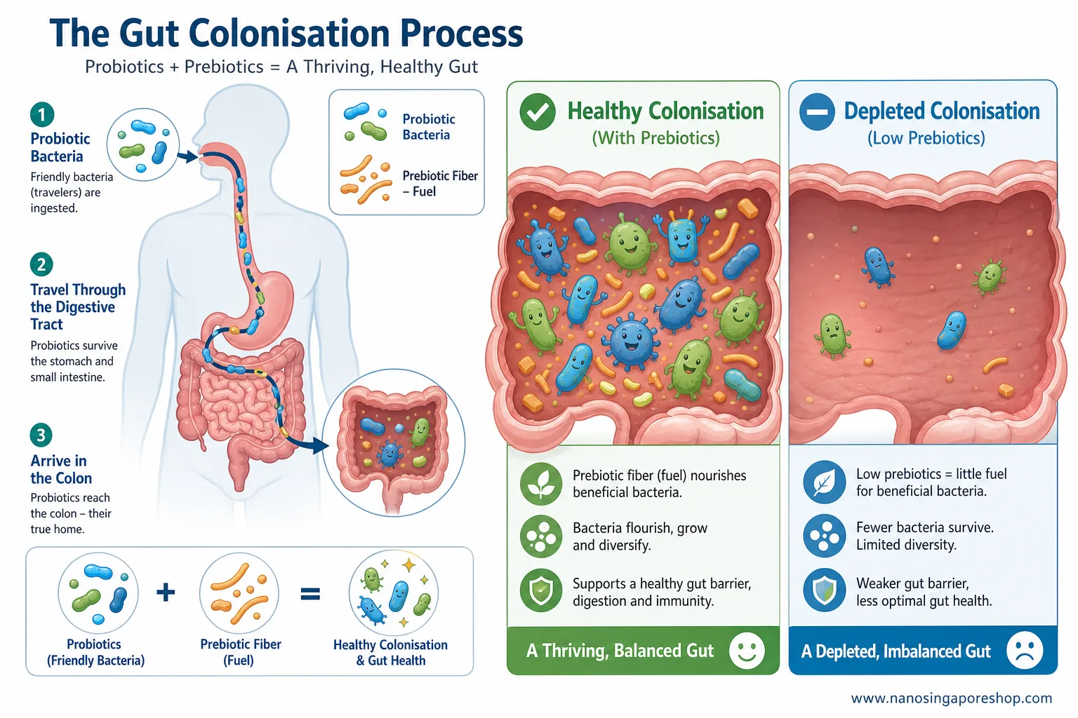 Diagram illustrating how prebiotic fibres like inulin and FOS fuel probiotic bacteria colonisation in the human gut